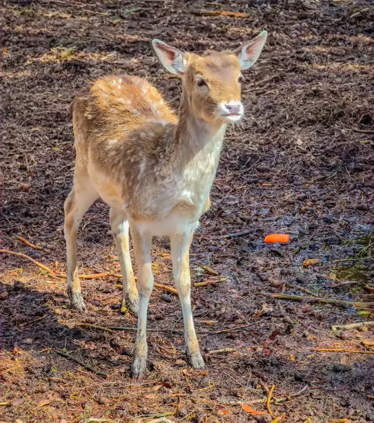 Photo of Close-up photo of a lonely fallow deer in wild nature