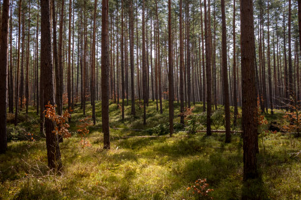 View of a coniferous forest with spruces and blueberry bushes during the day and sunshine.