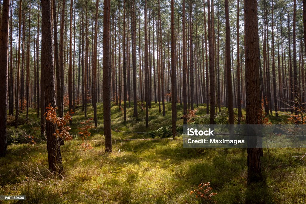 spruce forest blueberry bushes sunshine View of a coniferous forest with spruces and blueberry bushes during the day and sunshine. 2023 Stock Photo