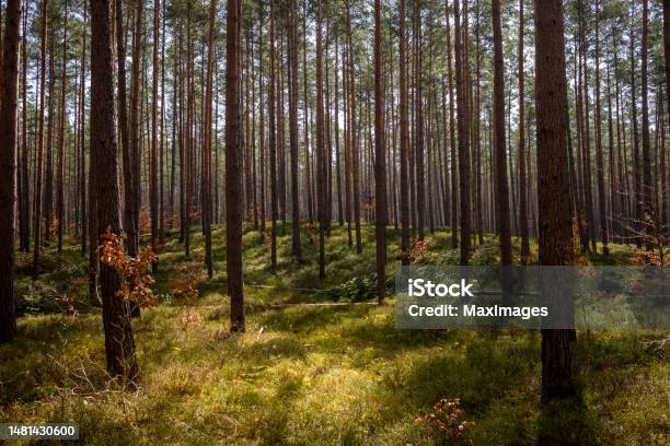 Spruce Forest Blueberry Bushes Sunshine Stock Photo - Download Image Now - 2023, Autumn, Autumn Leaf Color