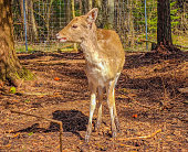 Close-up photo of a lonely fallow deer in wild nature