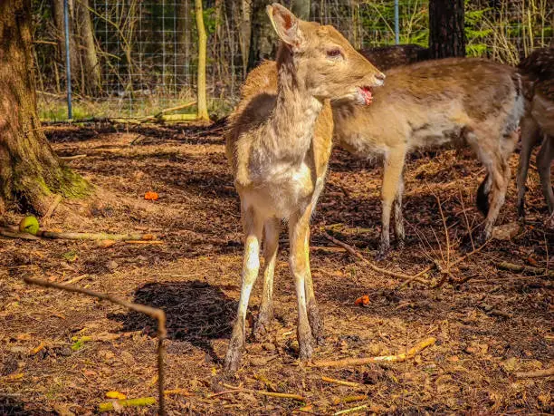 Photo of Close-up photo of a lonely fallow deer in wild nature