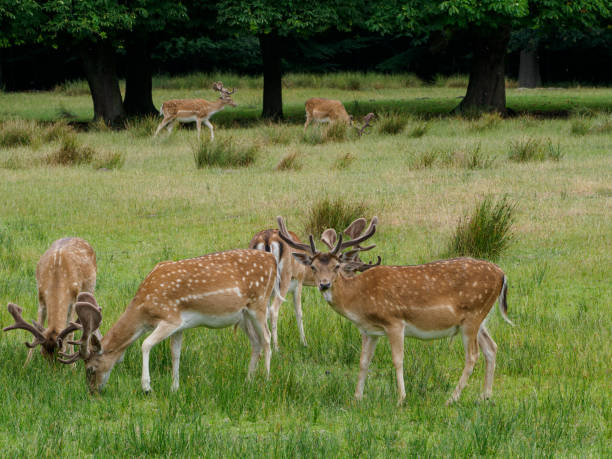 istock deers at a forest in the german muensterland 1481431704