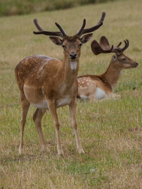 istock deers at a forest in the german muensterland 1481431705