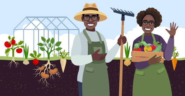 ilustraciones, imágenes clip art, dibujos animados e iconos de stock de alimentos orgánicos. pareja afroamericana cosechando verduras - radish vegetable farmers market gardening