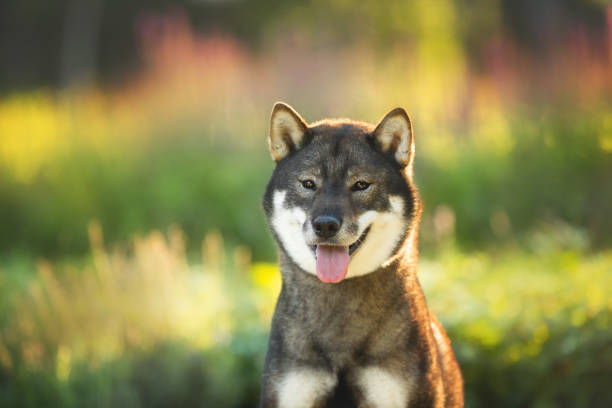 retrato en primer plano de la linda y hermosa raza de perro japonés shikoku sentada en el parque en verano - shikoku fotografías e imágenes de stock