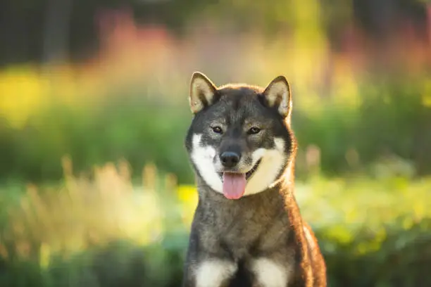 Close-up portrait of cute and beautiful japanese dog breed shikoku sitting in the park in summer. Shikoku dog is sitting ourside at sunset