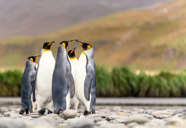 istock Group of 5 King Penguins (APTENODYTES PATAGONICUS) on South Georgia 1481432241