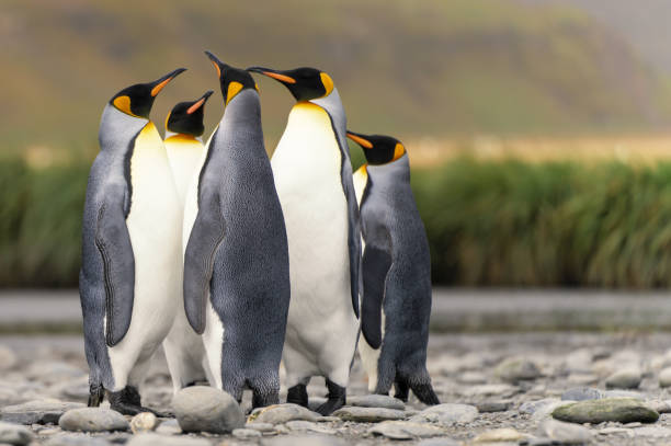 istock Group of 5 King Penguins (APTENODYTES PATAGONICUS) on South Georgia 1481432300