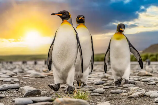 Group of 3 King Penguins (APTENODYTES PATAGONICUS) on South Georgia in front of a beautiful sunset