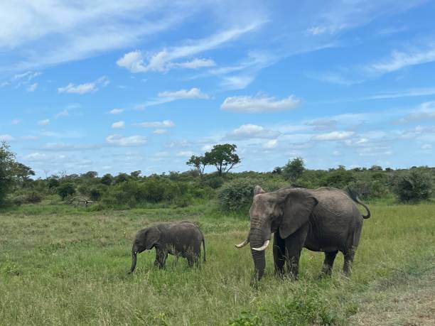 istock Mother Elephant with baby 1481432854