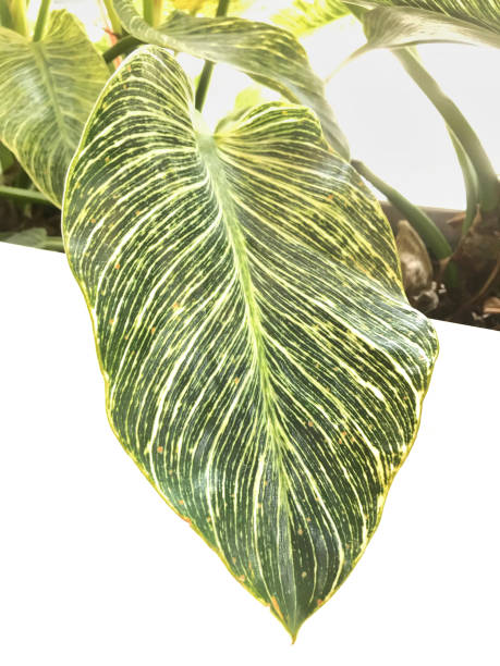Tropical beautiful leaves on white background. - fotografia de stock