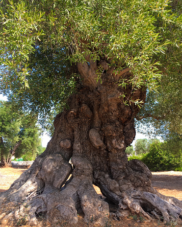 Age-old olive tree with gnarly bark near Lecce famed for its olive groves with some trees estimated to be more than thousand years old