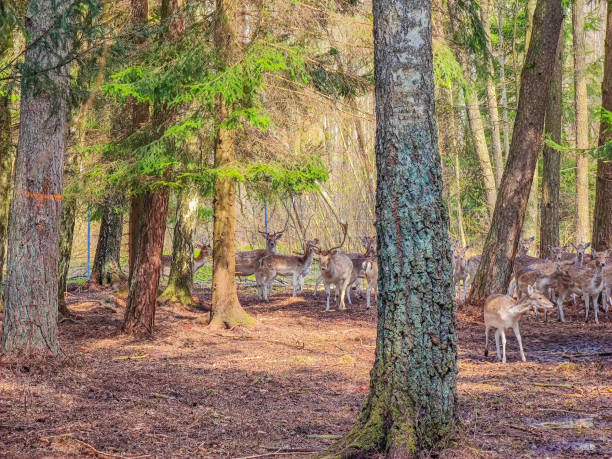 istock A group of young fallow deer among trees in the forest 1481435080