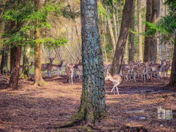 eine gruppe junger damhirsche zwischen bäumen im wald - fallow deer fawn deer fallow field stock-fotos und bilder