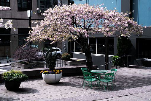A fully bloomed cherry tree loses it's pedals in the wind above a small table with two chairs