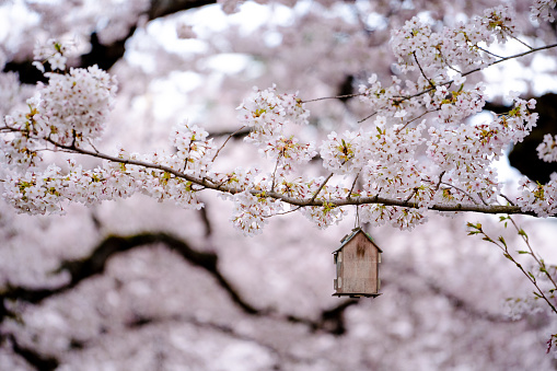 A small birdhouse hangs from a cherry tree branch in full bloom
