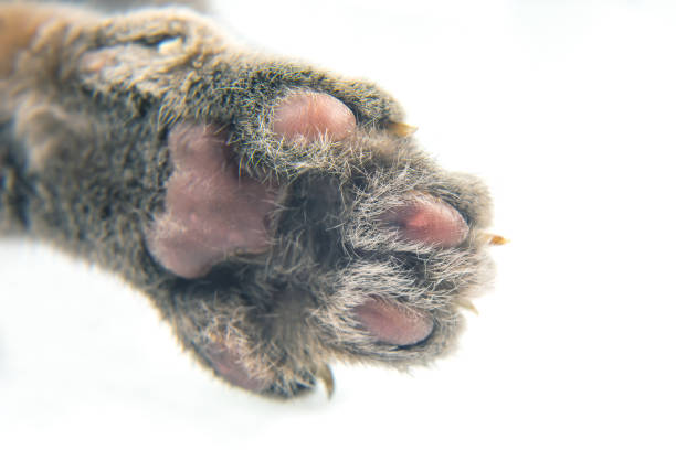 The front paws of this cat on a white background close-up