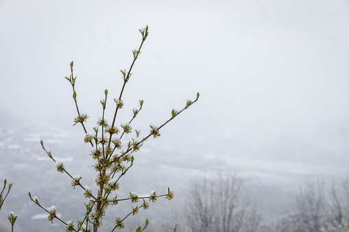 Close up shot of a tree branch with young foliage covered by fresh snow, drops of melted snow hang from the branch, with mountains covered by fog in the background