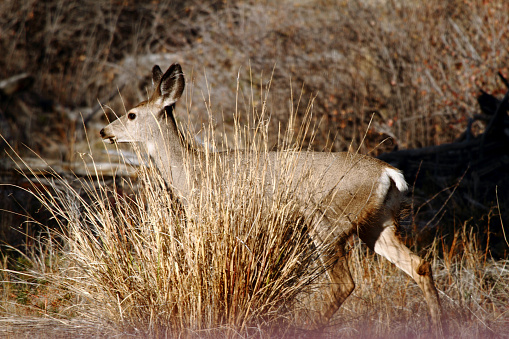 Mule deer doe walking through a wooded area of East Central Idaho.