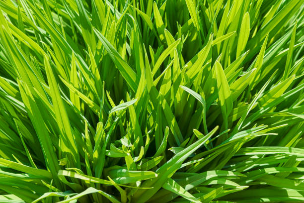 istock Background of a green grass. Green grass texture Green grass texture from a field. 1481437259