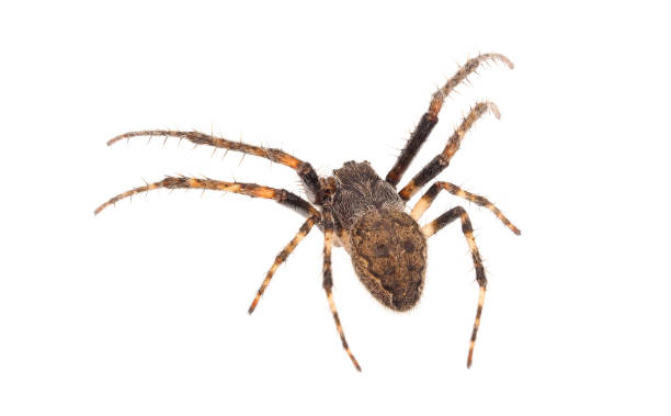 istock Walnut orb-weaver spider isolated on white background, Nuctenea umbratica male 1481438130