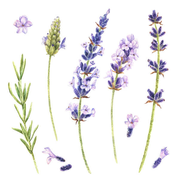 istock Watercolor botanical illustration. Set of lavender flowers. Isolated on a white background. Purple bouquet of field herbs. For packaging design of cosmetics, perfumes, incense, candles, aroma sachets 1481438133