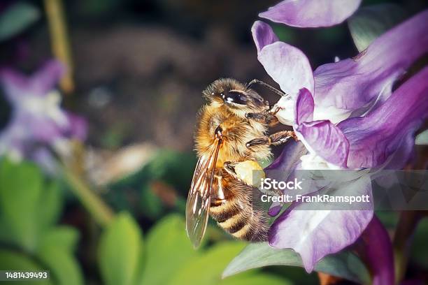 Apis Mellifera Western Honey Bee Insect Stock Photo - Download Image Now - Animal, Animal Body Part, Animal Wildlife