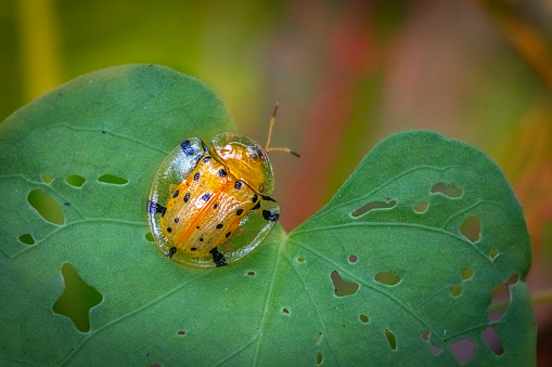 A spotted tortoise beetle on a leaf in the rainforest of Bali, Indonesia.