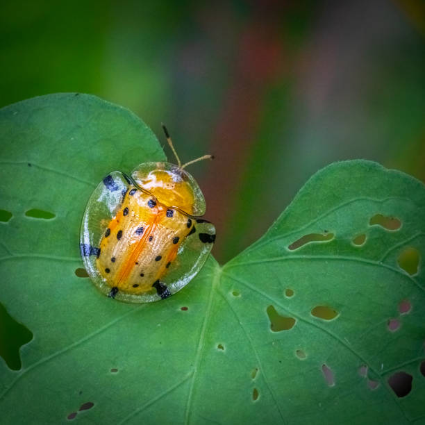 istock Spotted tortoise beetle, (Aspidimorpha miliaris), Casside, Chrysomelidae. 1481439546