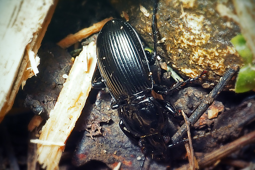 Pterostichus niger Ground Beetle Insect. Digitally Enhanced Photograph.