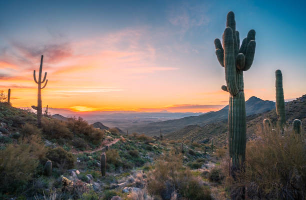Desert Landscape with cactus, mesquite trees, saguaro, and mountains. Lots of copy space.
