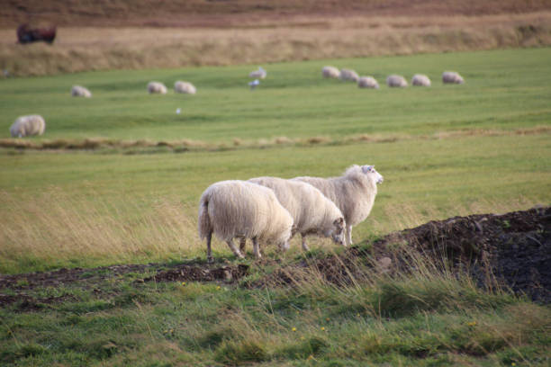 istock Group of icelandic sheep grazing 1481441902
