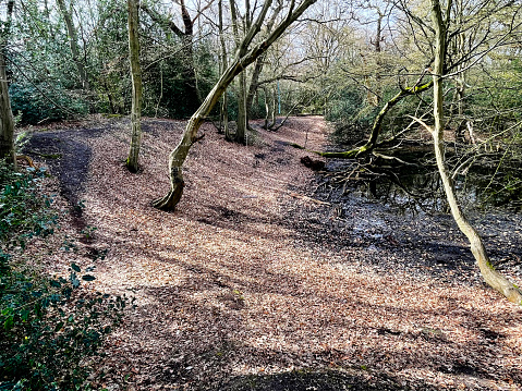 Path and gully on a winters day in Epping Forest