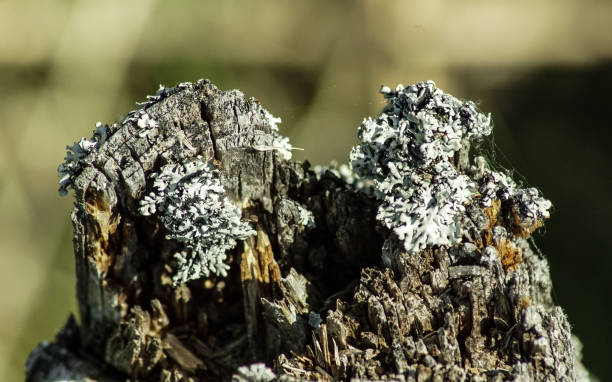 istock Close up of lichen growing on tree trunk 1481444378