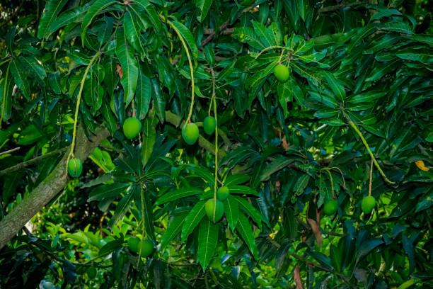 close up of mango fruit on a mango tree. Selective focus and blur background . High quality photo
