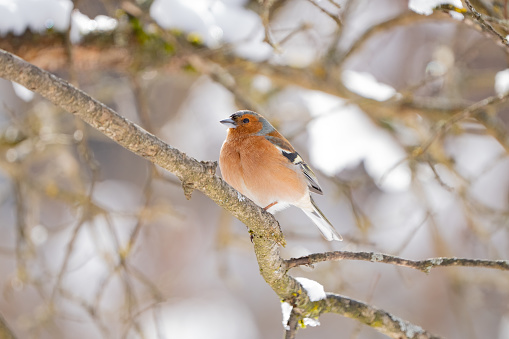 Common chaffinch resting on a branch in March after a heavy snowfall.