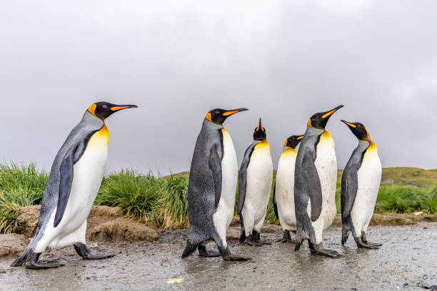 istock Group of 6 King Penguins (APTENODYTES PATAGONICUS) on South Georgia 1481445911