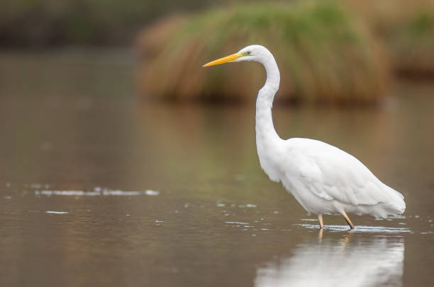 istock Great egret (Ardea alba) fishing in a river. 1481445944