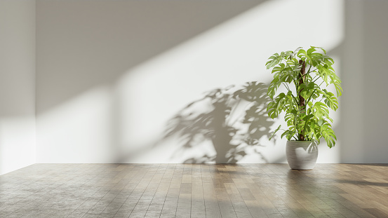 Ficus elastica, potted plant, shadow of areca palm on wall, sunshine through window