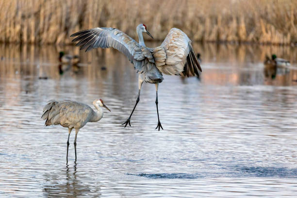 istock sandhill cranes dancing in water, Burnaby, British Columbia 1481448790