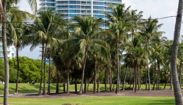 istock Palm trees in park Miami Beach 1481449109
