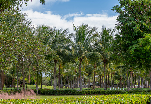 Palm trees in a park Miami Beach