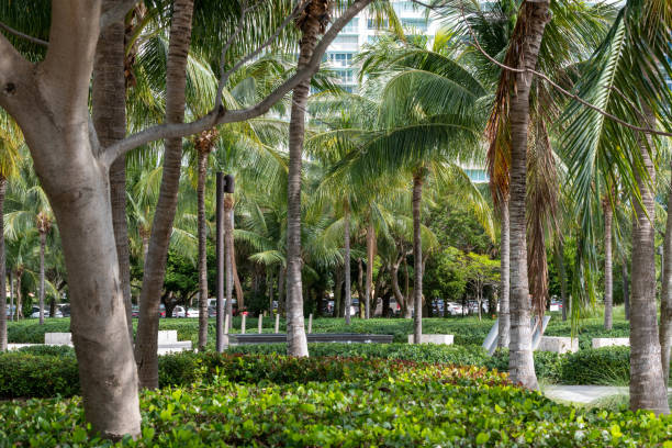 istock Palm trees in a park Miami Beach 1481449126