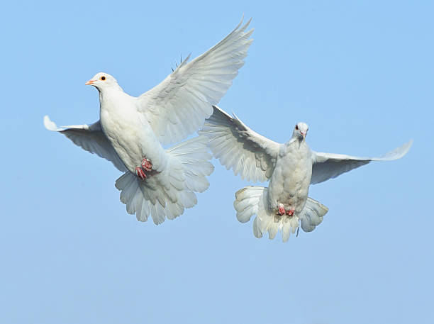 istock white dove in free flight under blue sky 148144998