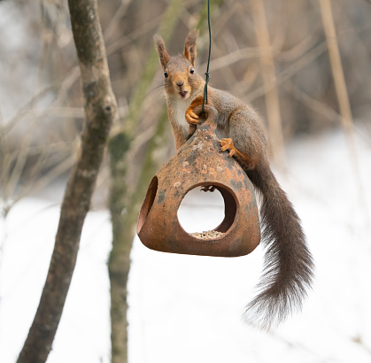 Squirrel stealing sunflower seeds from a terracotta bird feeder in my backyard.