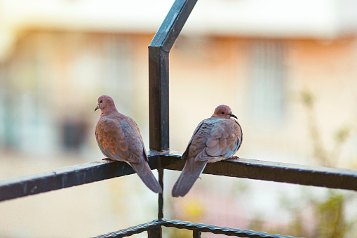 birds on the balcony