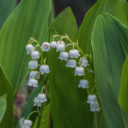 Lily of the valley, Convallaria majalis, a woodland flowering plant with sweetly scented, pendent, bell-shaped white flowers