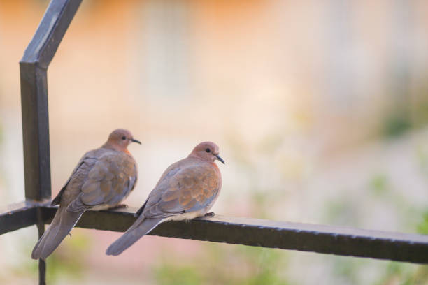 birds on the balcony