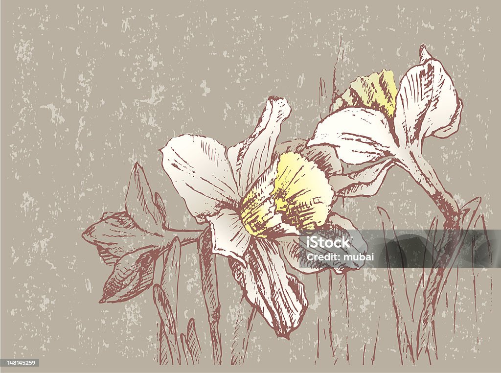 Narcissuses - arte vettoriale royalty-free di Composizione di fiori